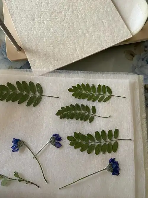 植物压花少花米口袋野豌豆天蓝绣球