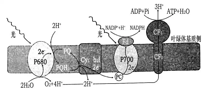 下图表示叶肉细胞光合作用光反应过程请回答下列问题