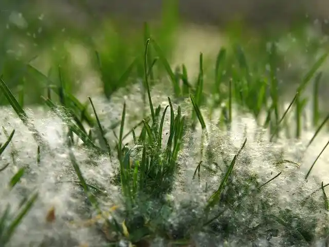终于可以报仇了,一到春天就乱飞的柳絮竟然可以吃,凉拌后很美味