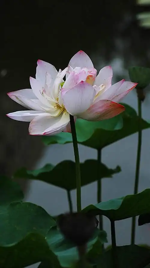 荷花,莲花,唯美鲜花,清新花卉,手机壁纸清新荷花 第二辑