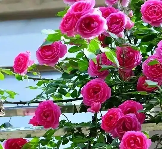 花海,花墙,花世界,这些美好的景色是我所喜欢的,一