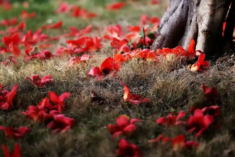 【木棉花落满地殇】摄影:湘江水 作词:寒江蓑笠