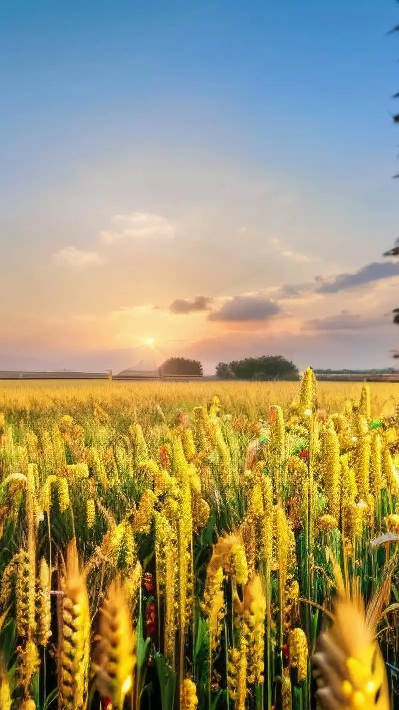 90绝美农村麦田壁纸合集90