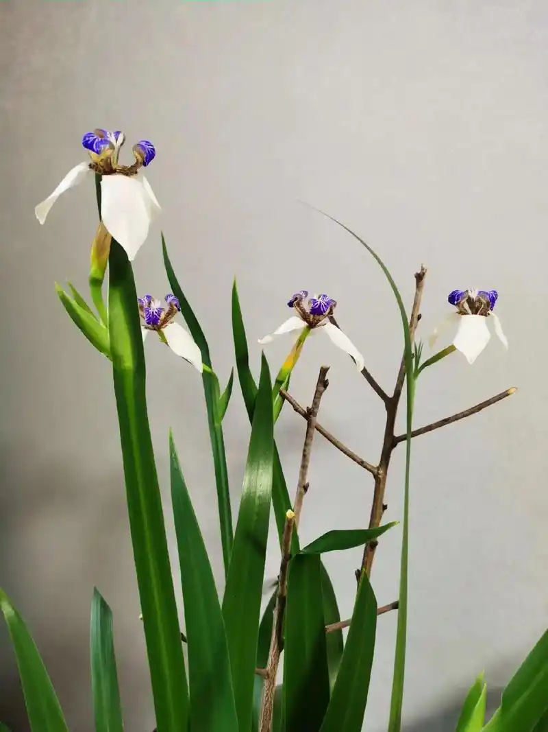 生生不息的花,巴西鸢尾兰.二月兰(也叫巴西鸢尾兰)又要开了, - 抖音