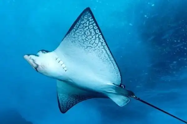 像蝙蝠一样的鱼叫什么红唇蝙蝠鱼能吃吗