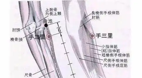 位置:位于肘横纹中,肱二头肌腱桡侧凹陷处.