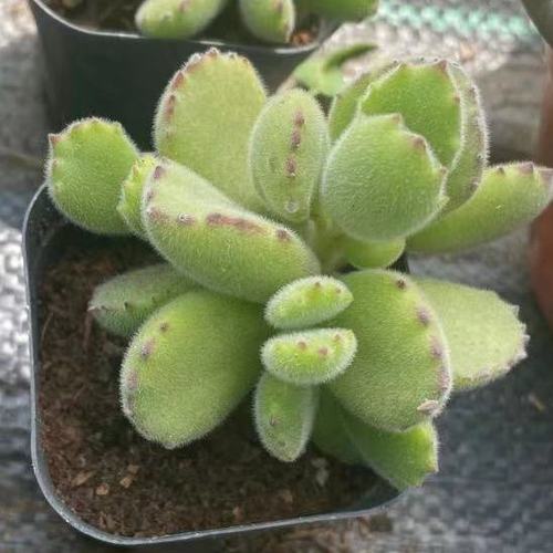 熊童子带盆多肉植物名贵高档老桩开萌芽熊好养迷你绿熊爪单头多头