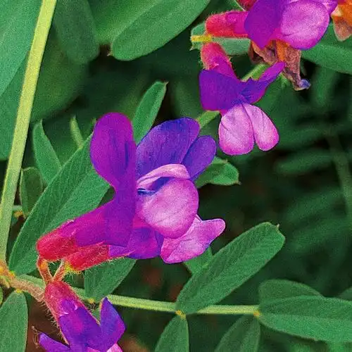 大花野豌豆(学名:vicia bungei ohwi)是豆科,野豌豆属一二年生缠绕或