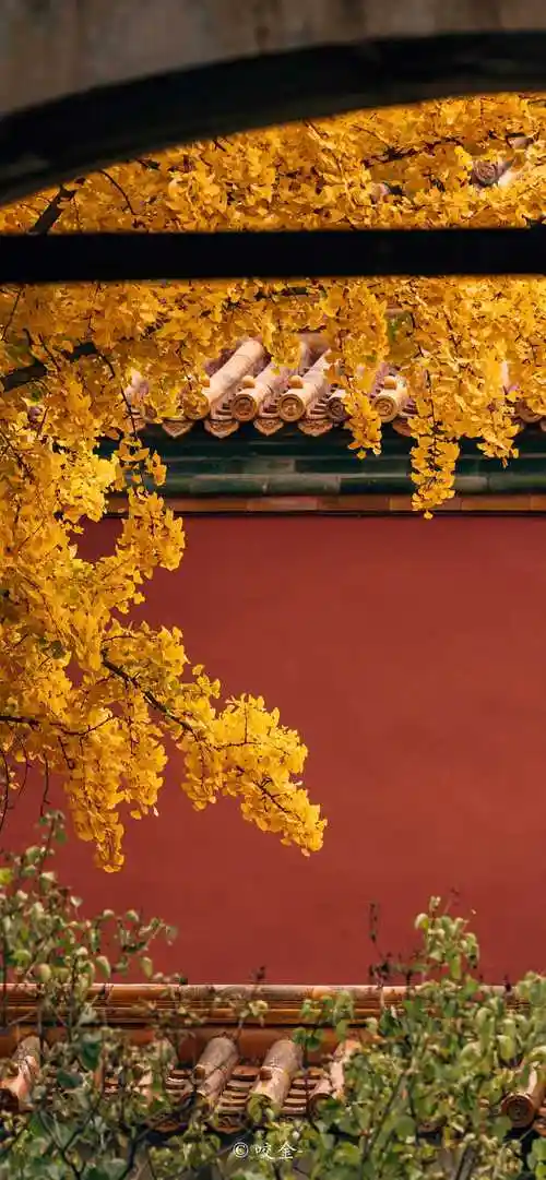 故宫秋季唯美金黄色手机壁纸