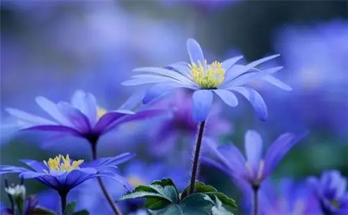 胸口有痣的男人 算命大师说可能会一事无成