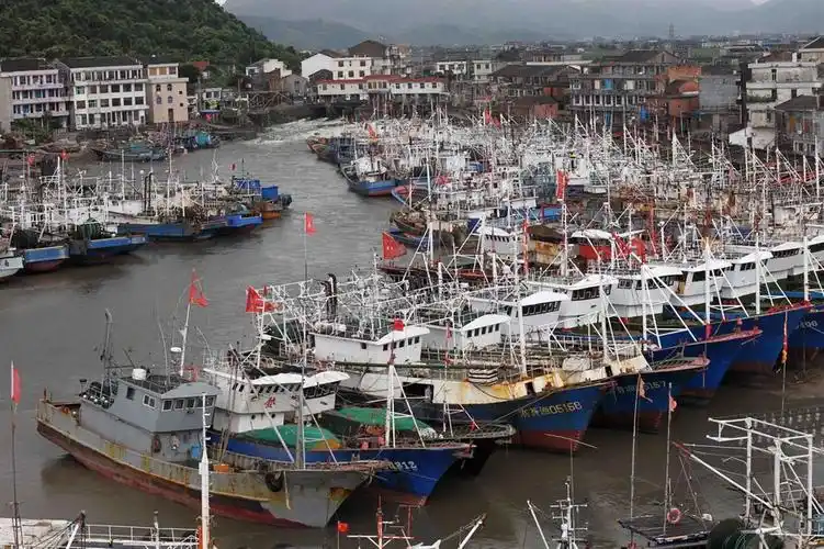 昨天下午,苍南县龙港镇舥艚社区码头518艘渔船全部返回避风港.