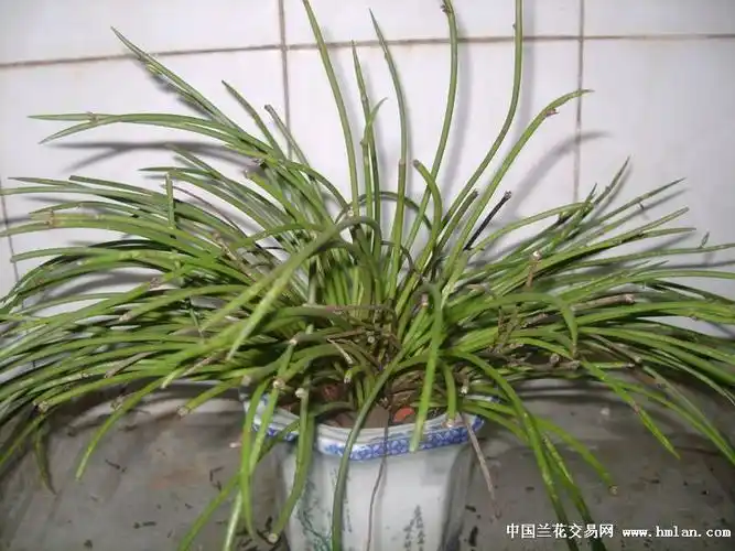 海南管叶牛角兰