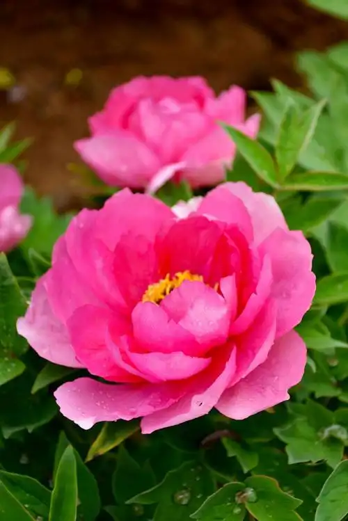 惆怅阶前红牡丹,晚来唯有两枝残.