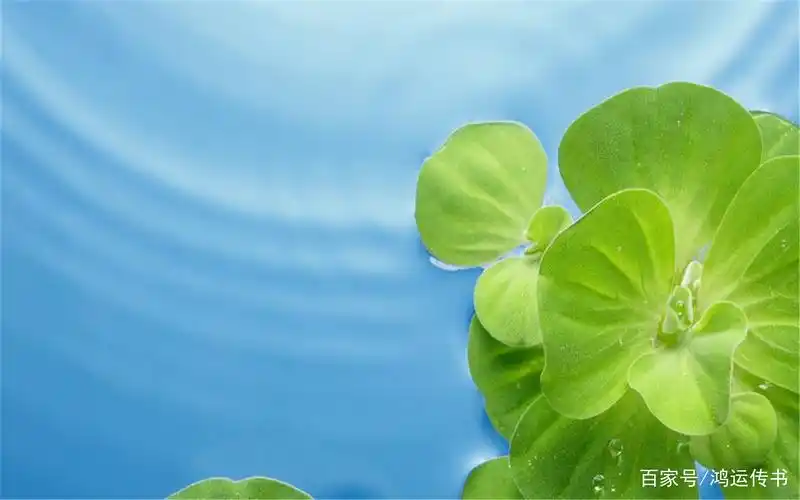 绿色高清护眼图片