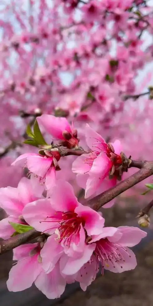 三月春续,桃花朵朵开