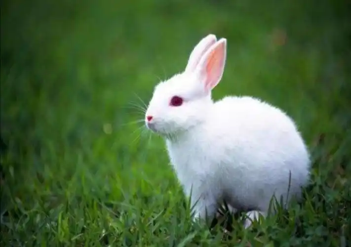 我喜欢的小动物有很多很多,但要说最喜欢的,就要数小兔子了.