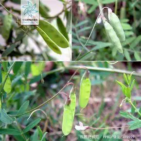 四籽野豌豆|4|12