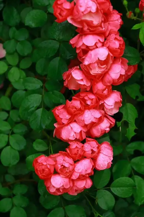 是谁惊艳了一季花开