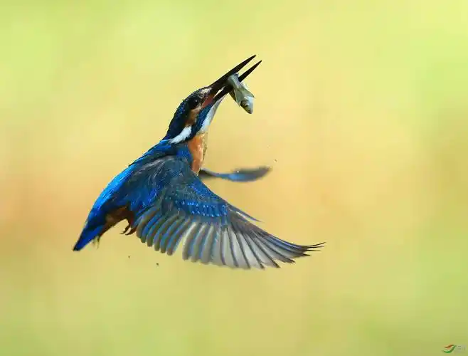 普通翠鸟旺泉山庄的翠鸟