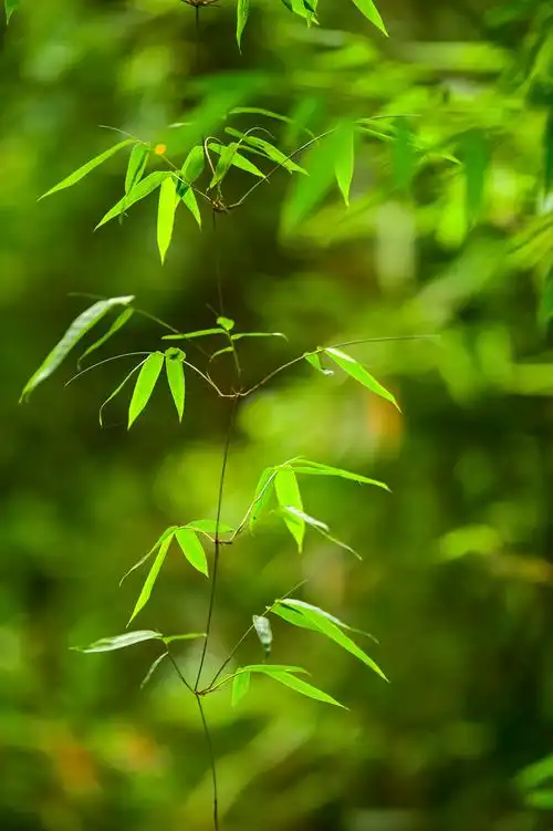 799_1200竖版 竖屏