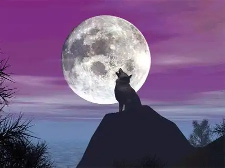 狼总对着月亮嚎叫人类对动物的12个错误认识