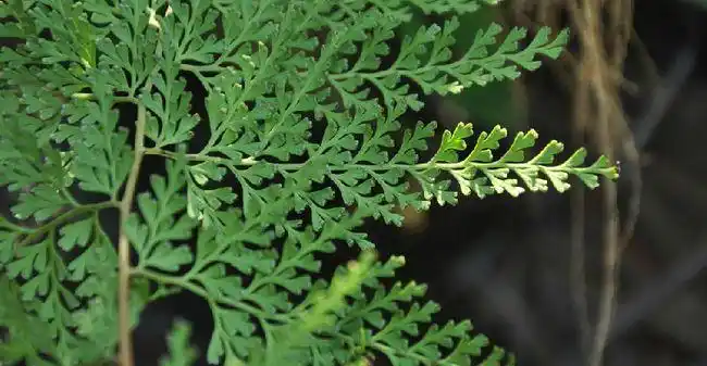 万能解毒药的乌蕨