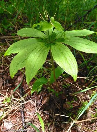 奇妙的百合科植物重楼
