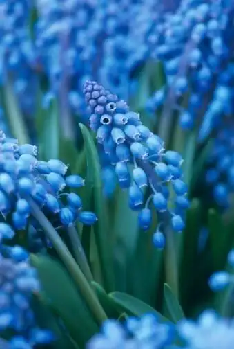 点赞  评论  深蓝色风信子:因爱而有些忧郁 0 47 腐女  发布到  花