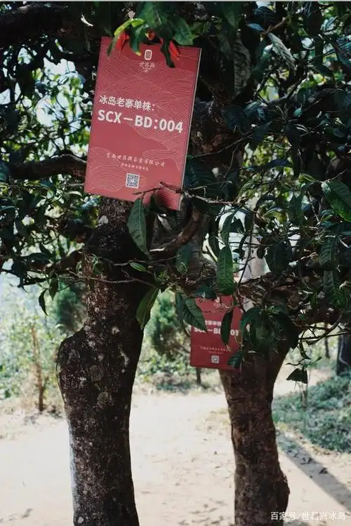 世昌兴|冰岛老寨情侣单株—爱情的滋味