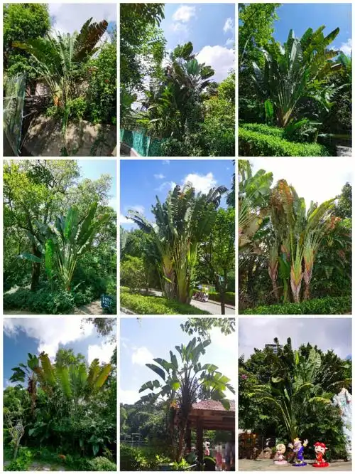 一组旅人蕉孔雀树扇芭蕉芭蕉树