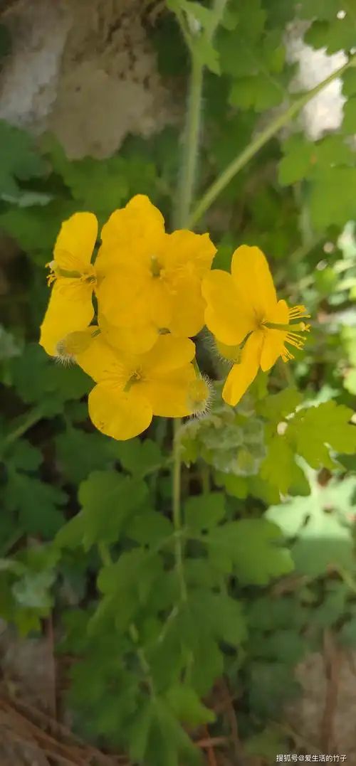 白屈菜是"断肠草"的一种,转告亲友楼下花坛就有