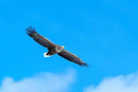 飞行中的白尾鹰,日本北海道蓝天上的飞鹰,日出时鹰的剪影,雄伟的海鹰