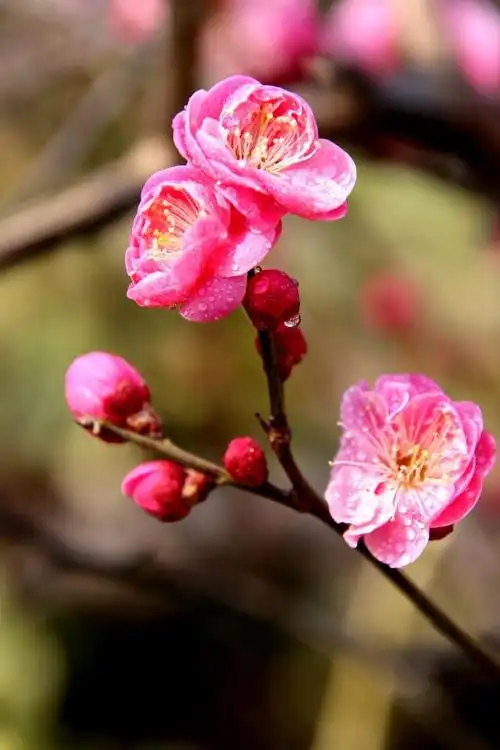 一枝寒梅报春来_腾讯新闻