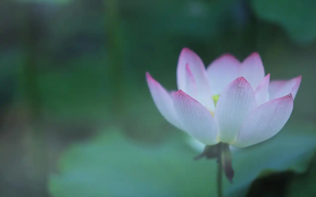 小清新养眼荷花高清桌面壁纸