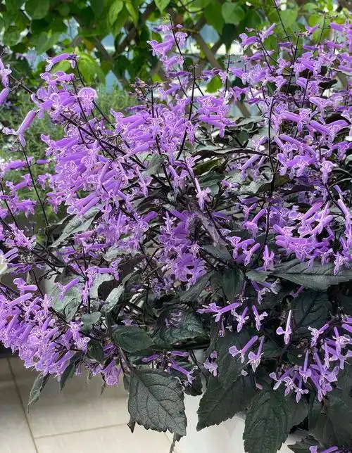 阳台盆栽新宠—艾氏香茶菜,花朵又美又香,能开一整年,还很好养|植株_