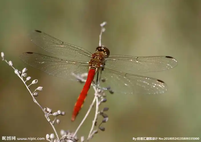 蜻蜓图片