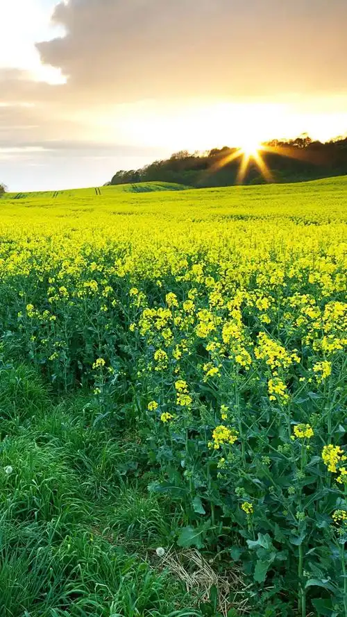 治愈系春天田野风景