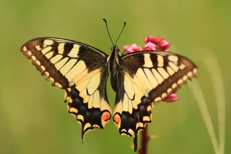 茴香,凤蝶,燃烧