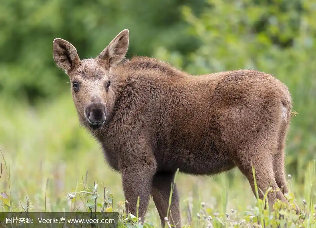 田地,绿色,小驼鹿,阿拉斯加,动物主题