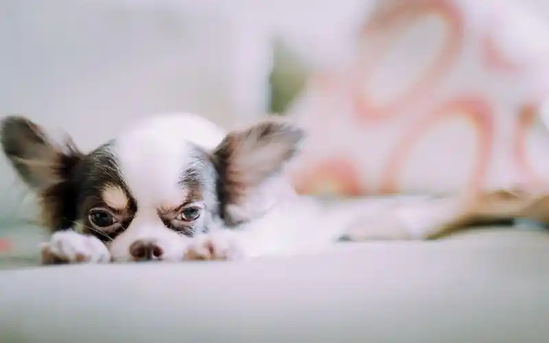 可人卖萌小狗宽屏壁纸_让你第一眼就爱上它_动物壁纸_