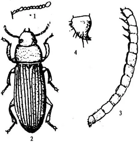 图14 黄粉虫 (仿戈朗)  1.触角 2.成虫 3.幼虫 4.