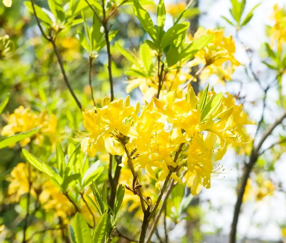 黄杜鹃,黄杜鹃的花朵.