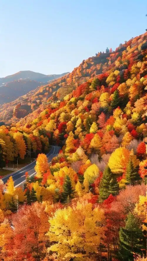 秋天壁纸漫步枫叶小径✨