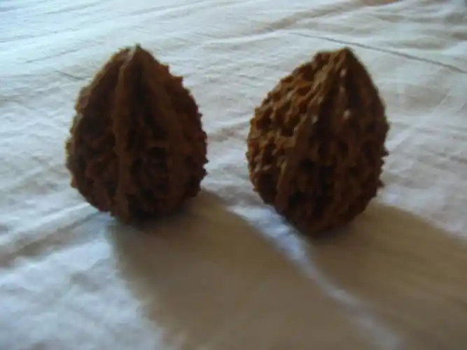 请教各位大神,这是什么核桃品种?表面齿很尖很扎手,有