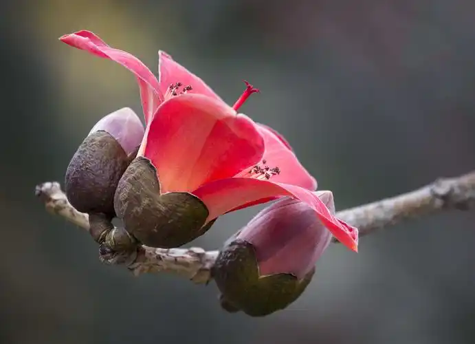 木棉树开英雄花