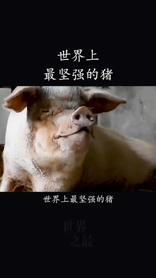 世界上最坚强的猪,汶川地震中被埋36天,如今14岁已入弥留!
