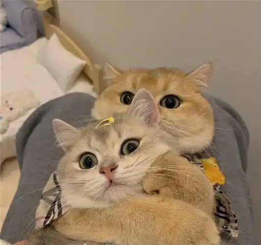 两组神仙猫咪情侣头像来啦嗯呐
