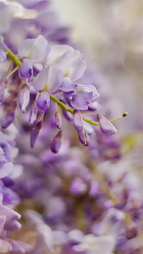 唯美紫色花卉图片高清手机壁纸