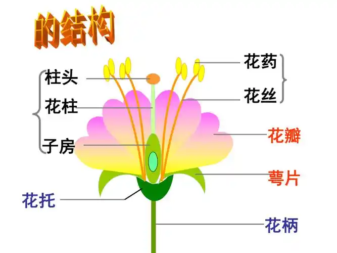 711花的结构