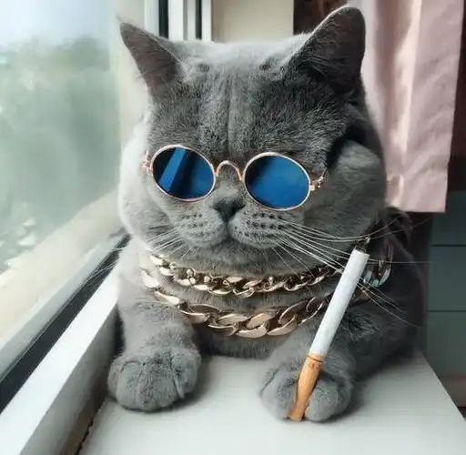 朋友说她养了只很时尚的蓝猫刚开始我还不信直到我走进她家